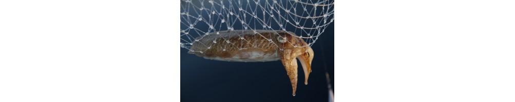CALAMAR-SEPIA-PULPO