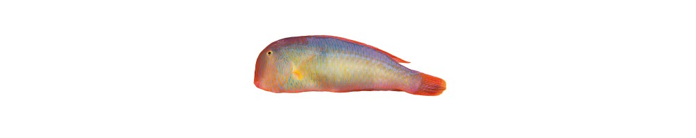 LORITO